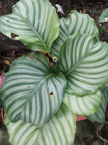 Orbifolia Prayer Plant reference