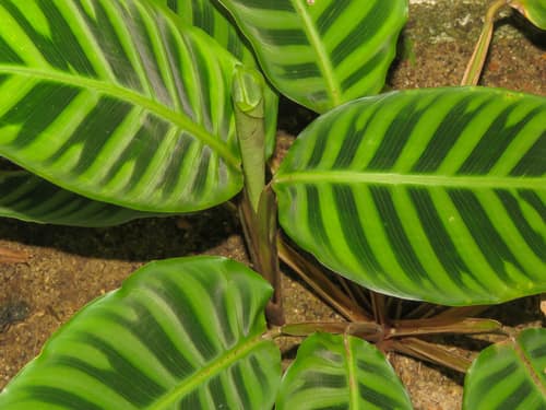Zebra Plant reference