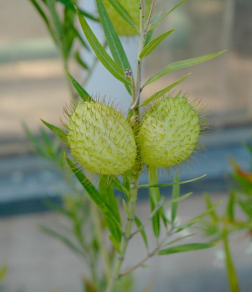 Narrow-Leaved Cotton Bush reference