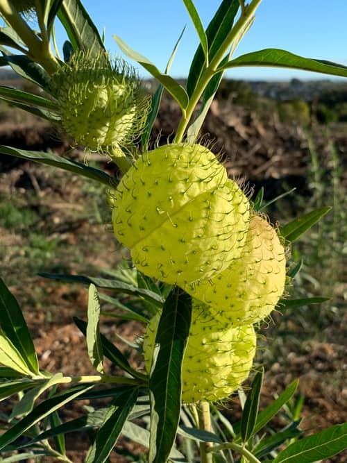 Balloon Plant reference