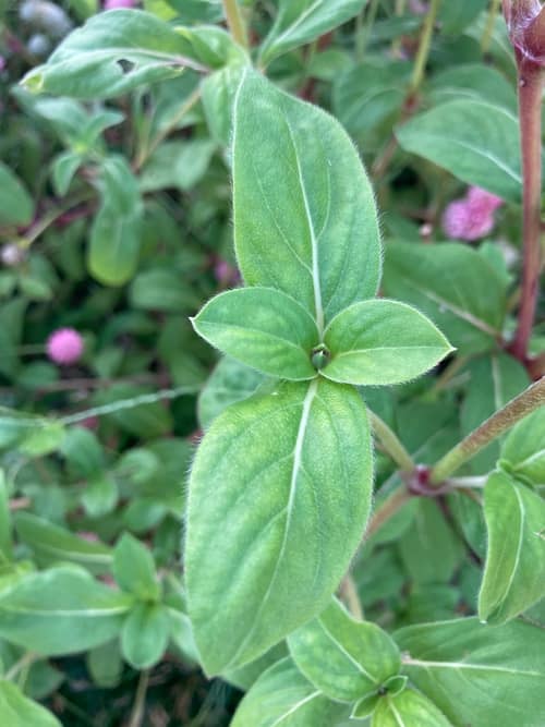 Globe Amaranth reference