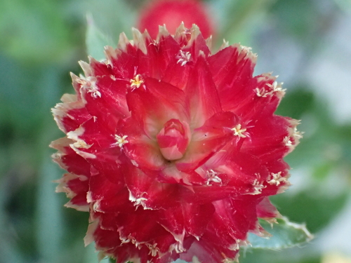 Rio Grande Globe Amaranth reference
