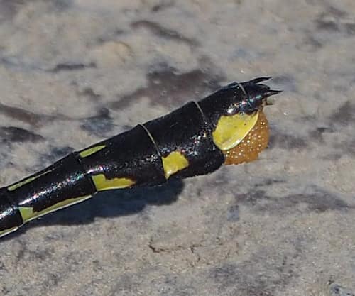 Cobra Clubtail reference