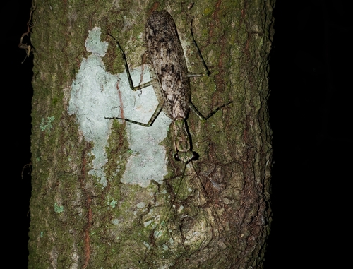 Grizzled Mantis reference