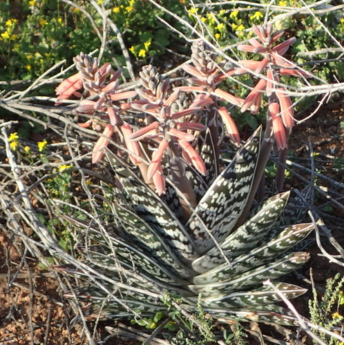 Partridge-breast Aloe reference