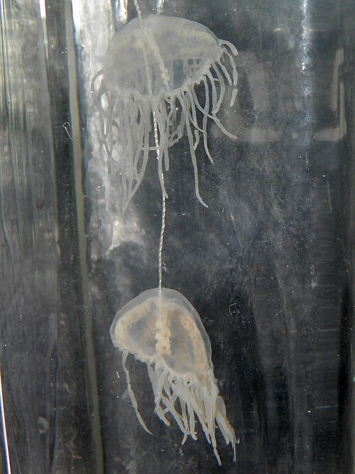 Clinging Jellyfish reference