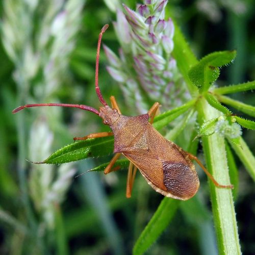Box Bug reference
