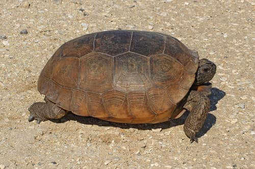 Gopher Tortoise reference