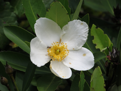 Loblolly Bay reference