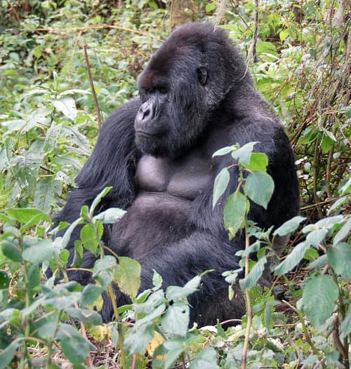 Mountain Gorilla reference