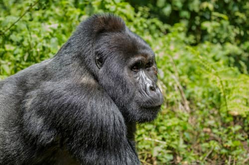 Eastern Gorilla reference