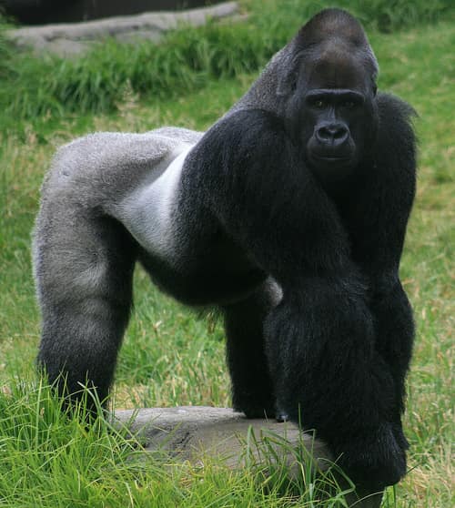 Western Gorilla reference