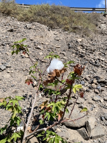 Extra-Long Staple Cotton reference