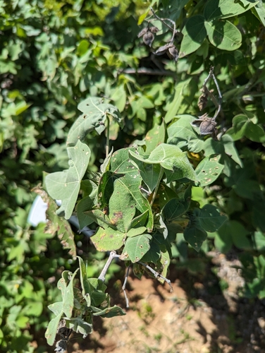 Hawaiian Cotton reference