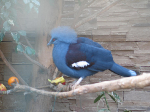 Western Crowned Pigeon reference