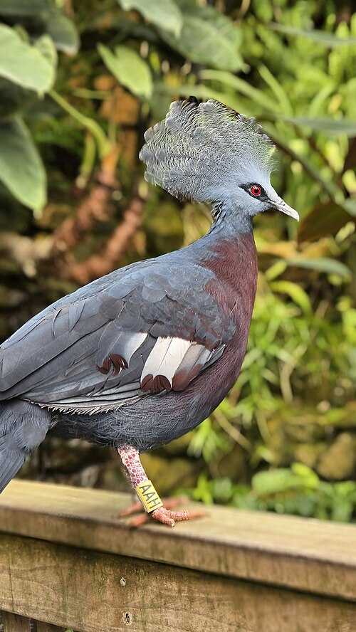 Scheepmaker's Crowned Pigeon reference