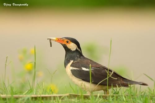 Asian Pied Starling reference