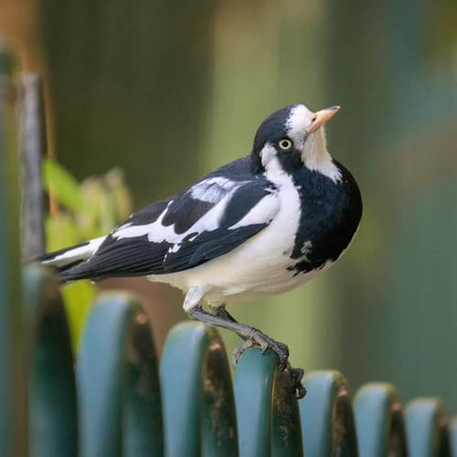 Magpie-lark reference