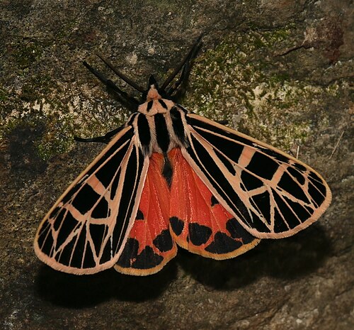 Parthenice Tiger Moth reference