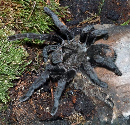 Brazilian Black Tarantula reference