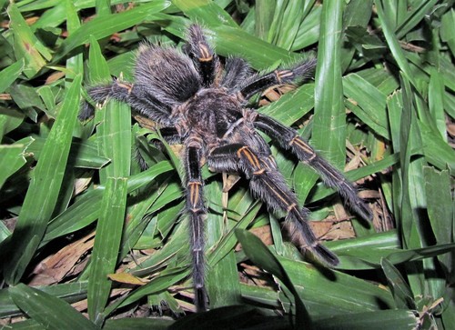 Chaco Golden Knee Tarantula reference