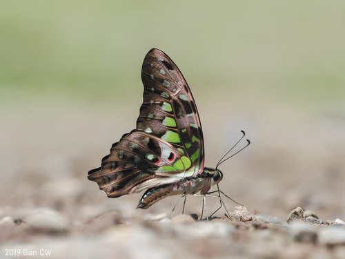 Tailed Jay reference