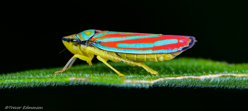 Candy-striped Leafhopper reference
