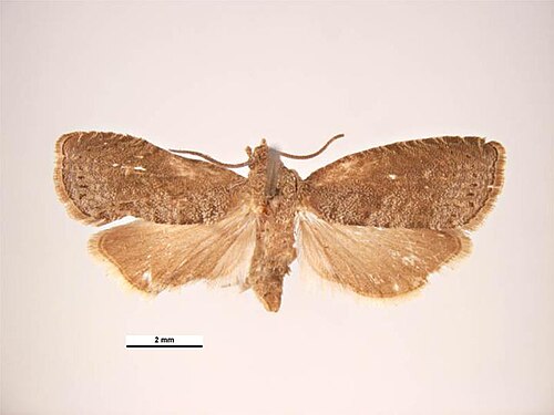 Oriental Fruit Moth reference