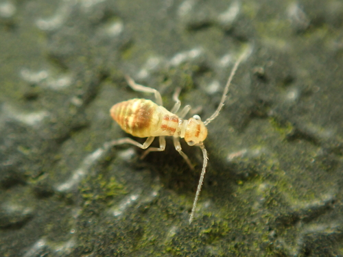 Barkfly reference