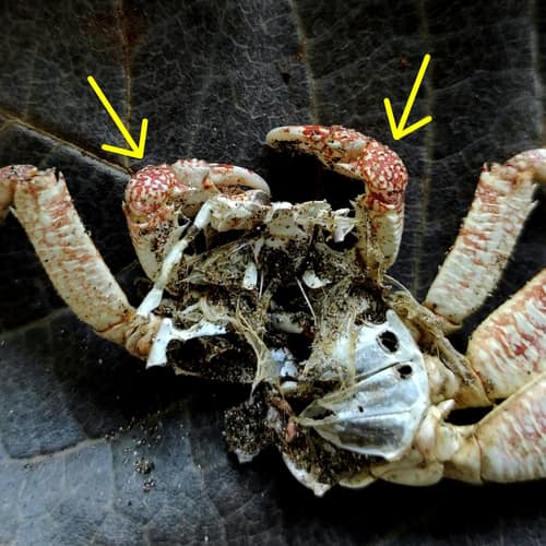 Mottled Light Crab reference