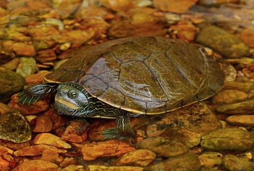 Northern Map Turtle reference