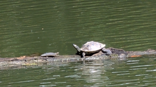 Ouachita Map Turtle reference