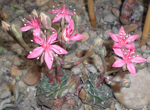 Beautiful Graptopetalum reference