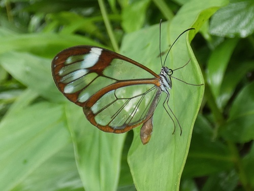 Andromica Glasswing reference