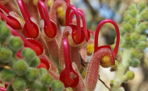 Red Grevillea reference