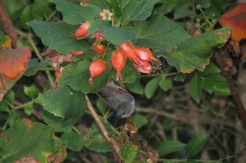 Kei Bottlebrush reference
