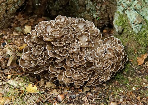 Hen of the Woods reference