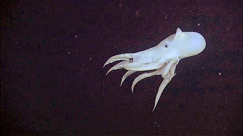 Dumbo Octopus reference