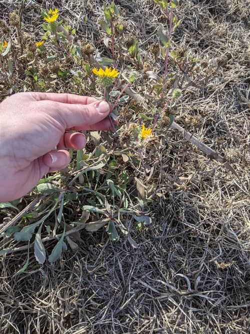 Great Valley Gumplant reference