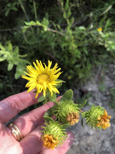 Narrowleaf Gumweed reference