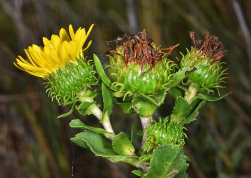 Oregon Gumweed reference