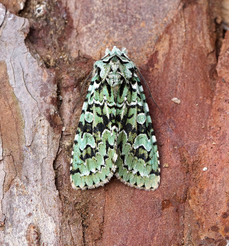 Merveille du Jour reference