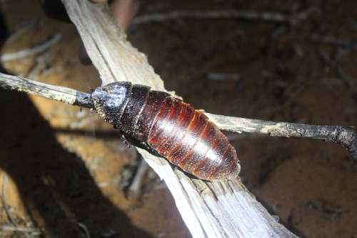 Madagascar Hissing Cockroach reference