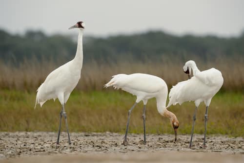 Whooping Crane reference