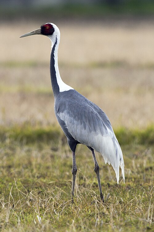 White-naped Crane reference