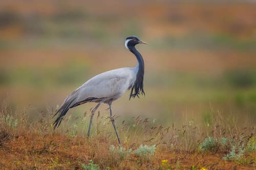 Demoiselle Crane reference