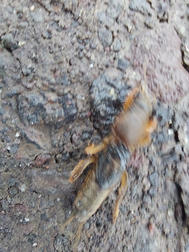Australian Mole Cricket reference