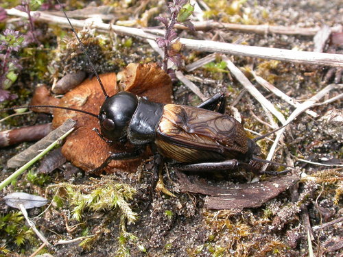 Field Cricket reference
