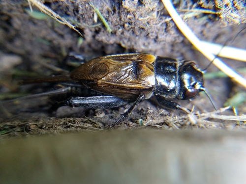 Western Trilling Cricket reference