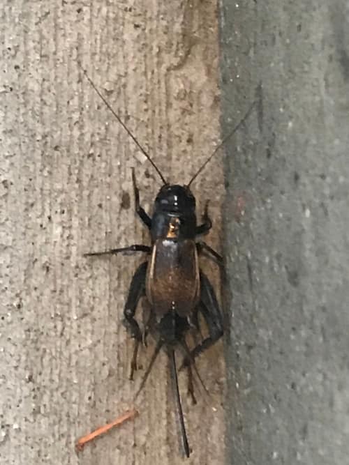 Fall Field Cricket reference